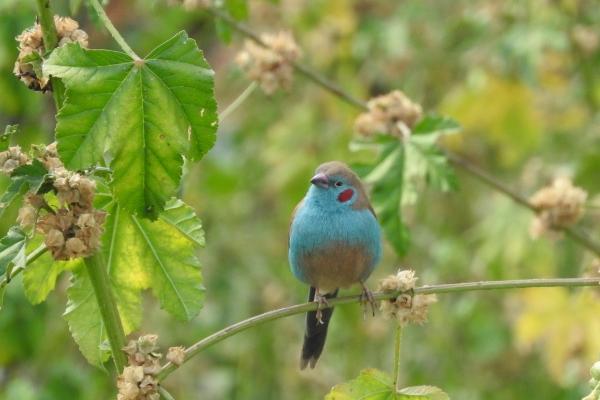 2024年属羊生肖排名 财运排行表