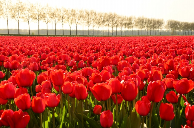 本命年过了红绳剪开还是解开 本命年佩戴红绳需要注意什么