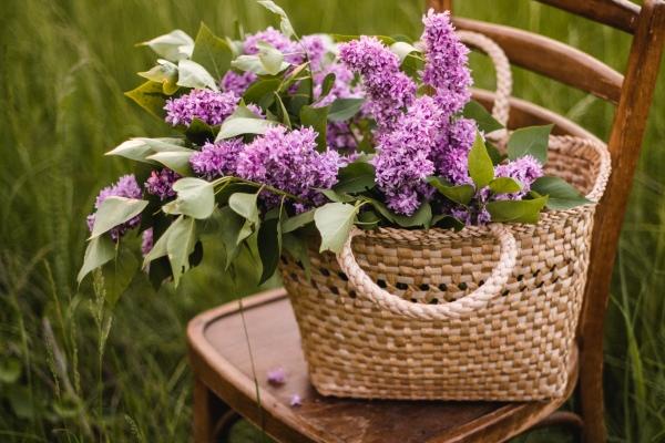 龙跟兔子属相配吗 龙跟兔子在一起会怎样