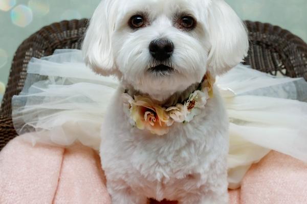 12生肖相冲相克表属相婚配 属相婚配的意义