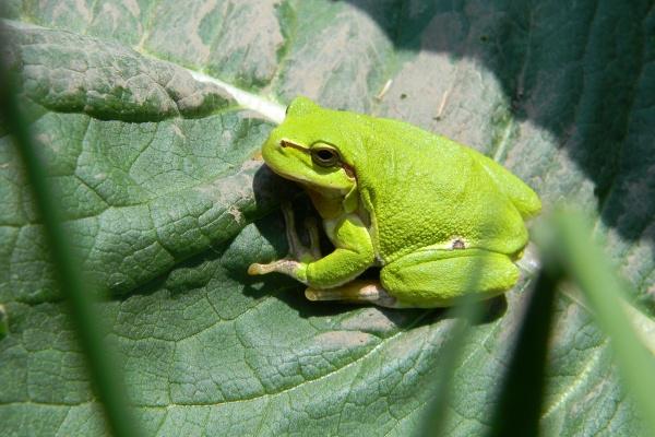 正缘桃花如何查询 怎样催旺正缘桃花