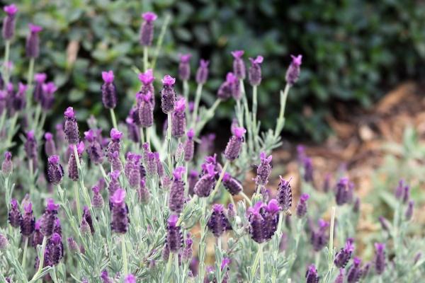 属猪女和属龙男相配吗 性格分析和注意事项