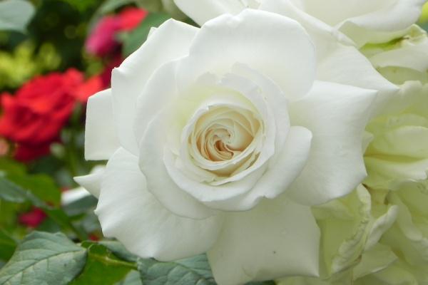 喜火土的人适合做什么工作，做什么行业最好