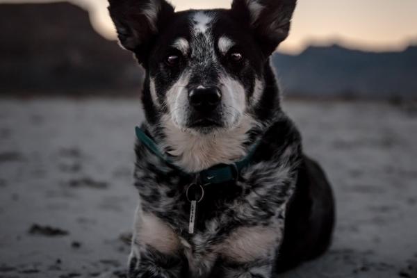 龙为什么跟老鼠有福 鼠龙理解越来越有福