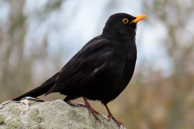 1988年五行属土还是木，88年属龙的命运走向如何