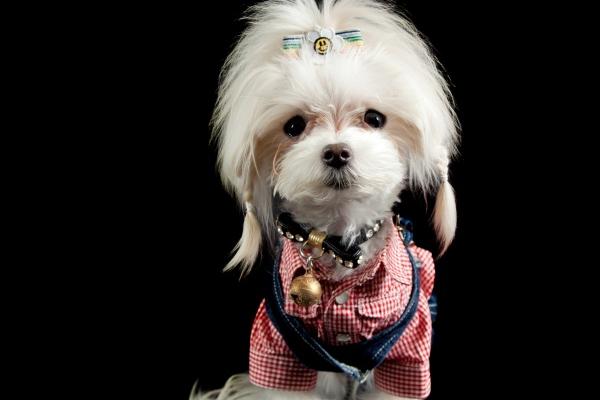 羊男与女马相配吗 羊马注意事项