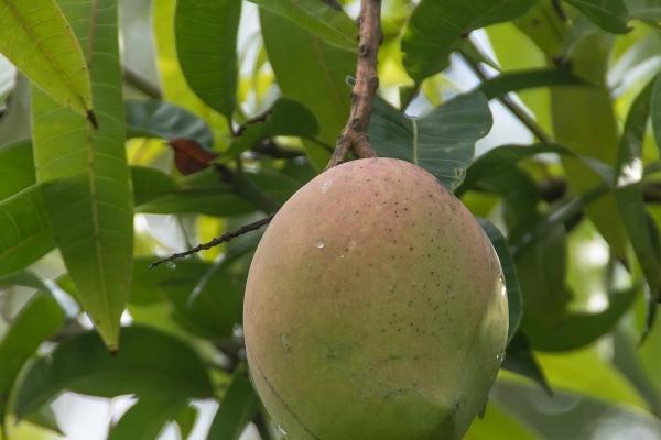 属龙和虎属相合不合 属龙和属虎生意上相合吗