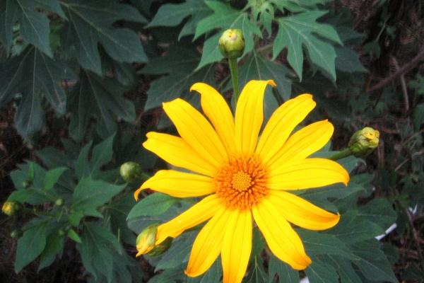 2024年最倒霉的属相女 属龙女24年最倒霉