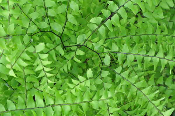 属牛85年一生晚年怎样 晚年稳定扎实可靠