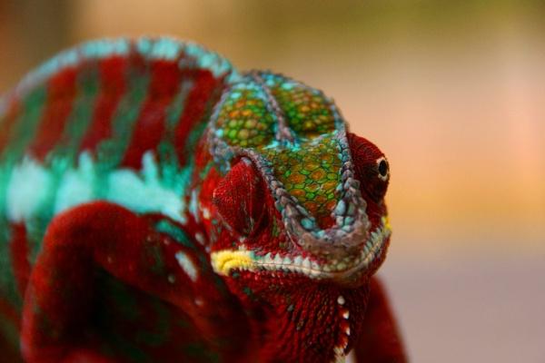 2024年最不吉利的四大属相 哪四个生肖24年最不吉利