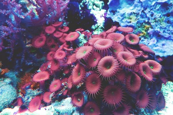 2024出生什么生肖 2024出生的人运势分析