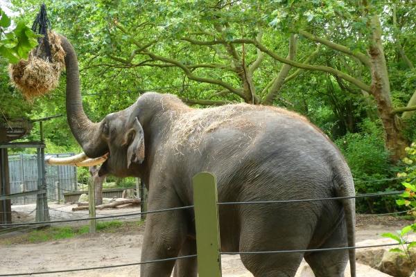 81属鸡人最旺的年龄 81年属鸡人的忌讳