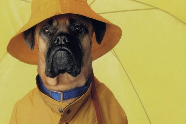 属虎与属蛇结婚合适吗 虎蛇太过自我不适合结婚