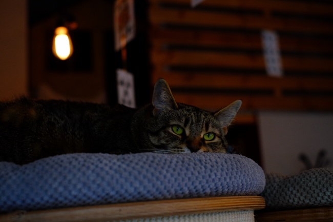 属虎出生日期和时辰 属虎午时最有才华