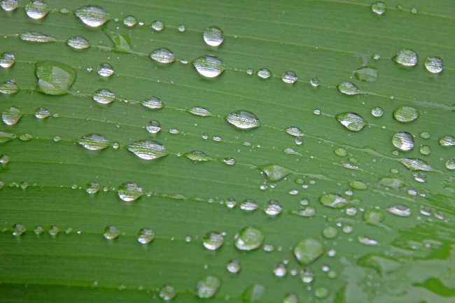 猪和猪属相合不合财 生肖猪的最佳拍档