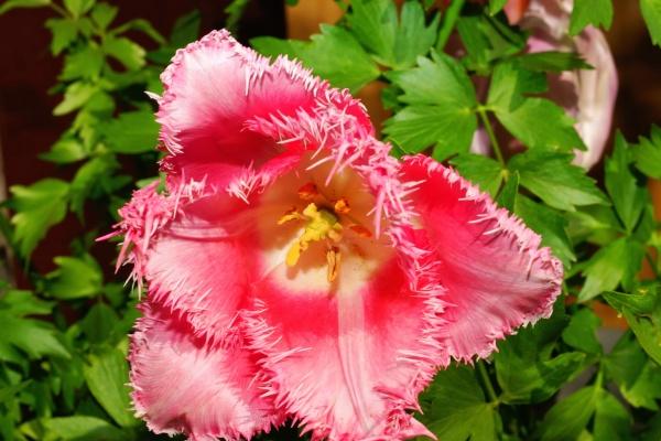 2024年复婚的生肖 旧情复燃重归于好