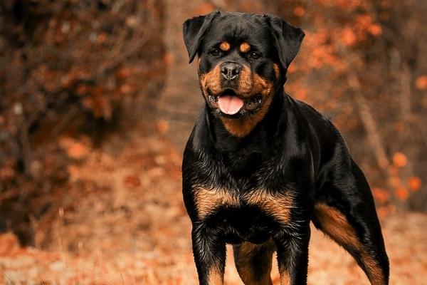 2024感情不和的生肖 遭遇感情危机