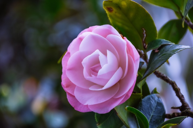 2017年属鸡人2024年运势及运程男，17年7岁生肖鸡2024年全年运势详解