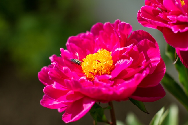 10月的龙女命运怎么样 几月龙女最好命