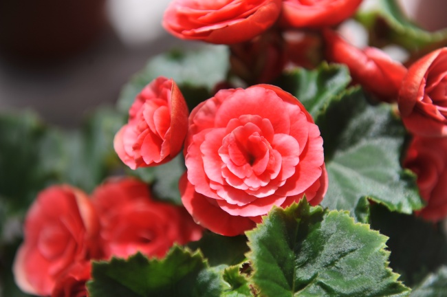 聪明也隐藏的生肖女 不爱显摆默默努力