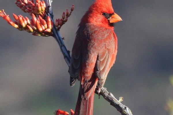 2024能成婚的生肖 适合结婚的生肖