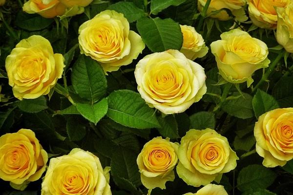 97年五行属什么的是什么命 属牛最富贵的出生时辰