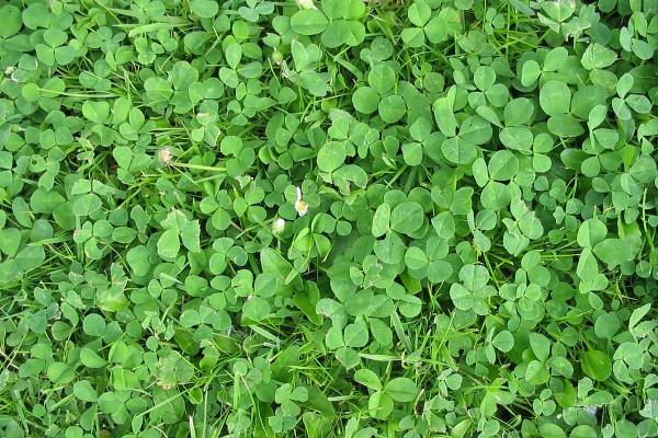 与虎相配的属相 马虎相配天生一对