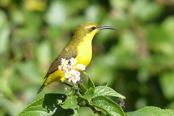婚姻配对属相对照表 属相婚配宜忌