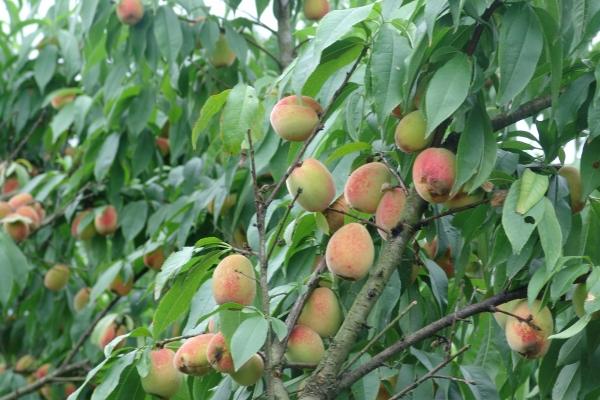 2006年属什么五行属什么 06年出生命运