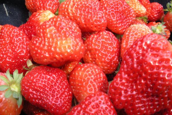 2015年属羊人2024年运势及运程女，15年9岁生肖羊2024年全年运势详解