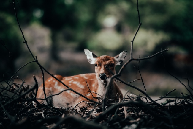 男蛇女龙结婚好不好 属蛇男与属龙女的婚姻如何