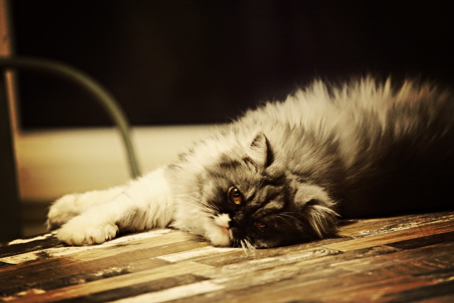 属狗女和属猴男婚姻相配吗 生肖狗女和生肖猴男婚配怎么样