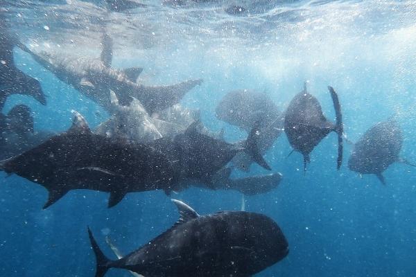 2015年羊年五行属什么 2015年属羊人什么命