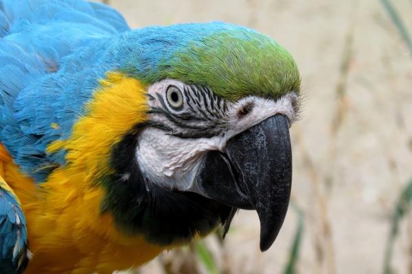 93年鸡与94年狗结婚好吗 鸡狗结婚面临问题