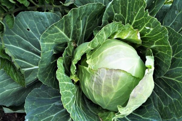 2024感情姻缘的生肖 姻缘很好的生肖