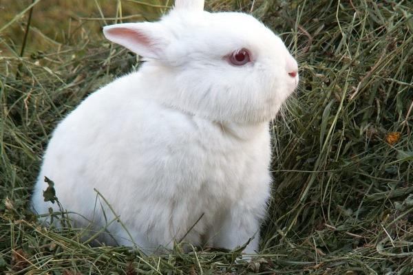 属鼠男和属牛女的婚配 男鼠女牛配对分析