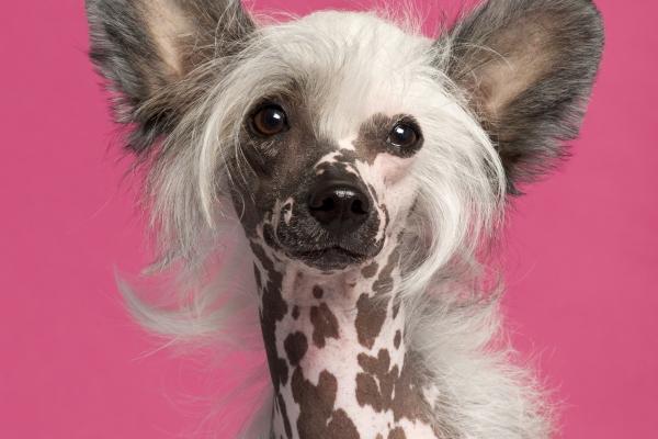 2024年冲的生肖 2024红鸾属相