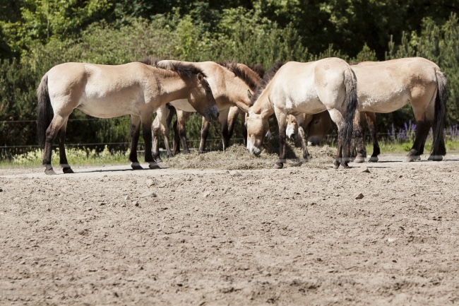 99年属兔25岁有一灾,有什么灾难