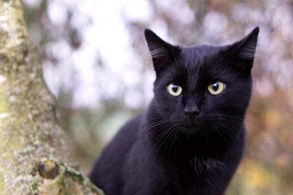 2021年属五行属性是什么 一生命运分析