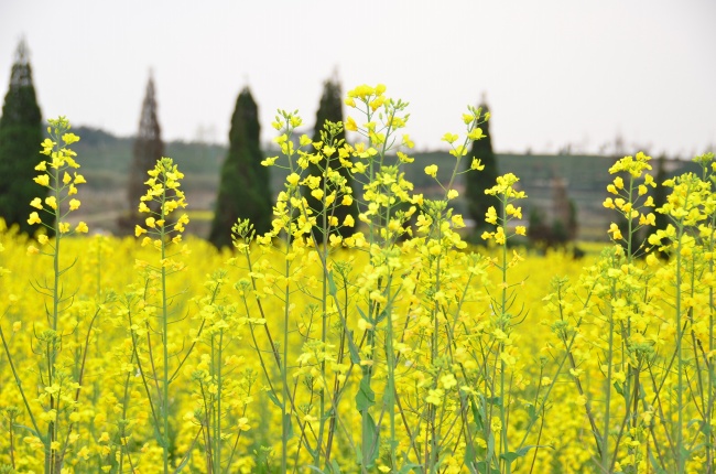 2024避春的生肖 避春注意事项
