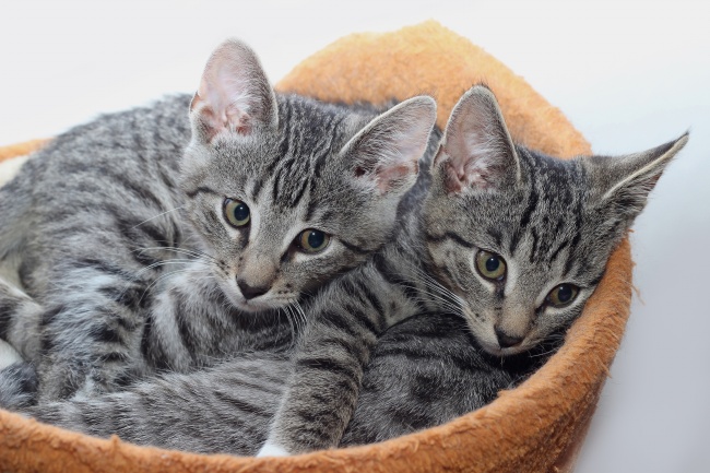 属蛇女与属猴男适合婚配吗 属蛇女和属猴男的配对程度