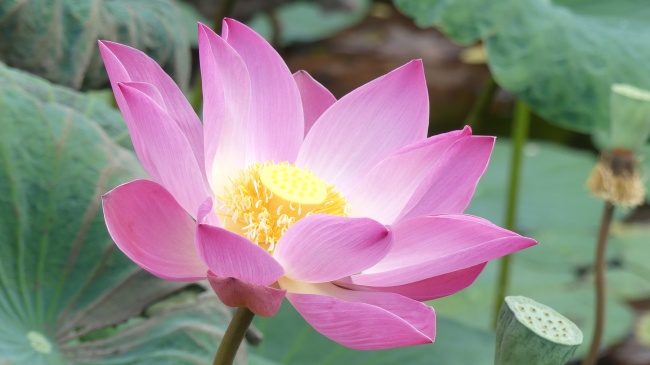 十二属相的婚配禁忌详解 生肖配对文化