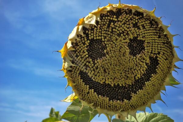 87年兔哪年才开始运气好，87年属兔运气最旺的阶段