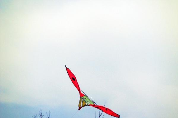 聪明绝顶的三大生肖 属狗人智商超群