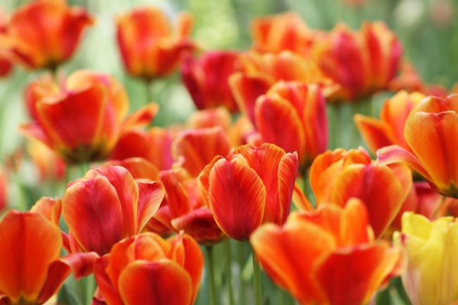 属狗人2024年感情运势 属狗龙年吉凶星众多