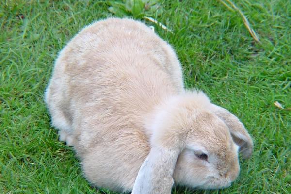 76年的龙和87年的兔怎么样 婚姻不是很匹配