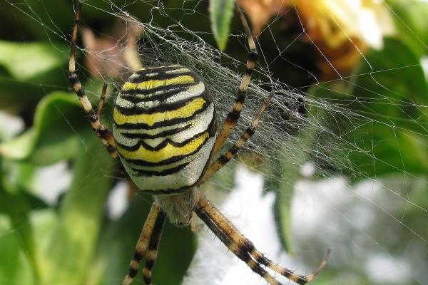 2024十二生肖运势 了解每个生肖的运势