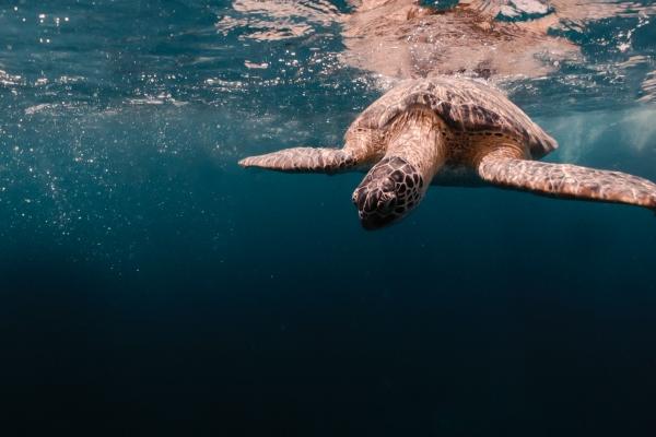 最全的十二生肖婚配表 生肖宜配忌配分析