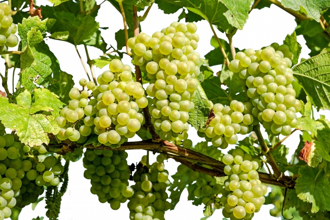 容易患上抑郁的生肖女 哪些生肖容易得抑郁症