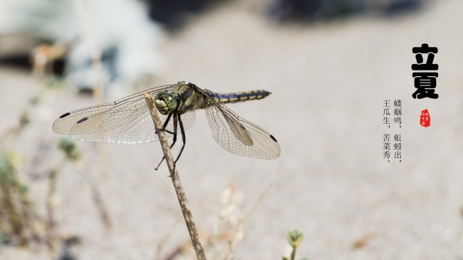 第一运程 2023年11月18日十二生肖运势解析